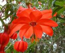 strangewonderfulthings.com Passiflora