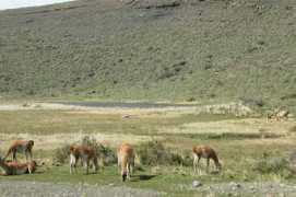 enjoy-chile.org Pastean