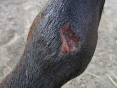 rocknbee.com Pastern