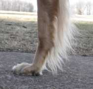 nktelco.net Pastern