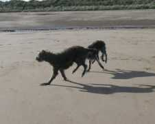kilbournedeerhounds.com Pastern