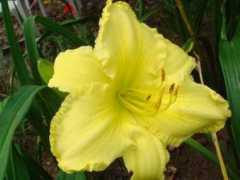 dave.mussar.com Pastorjames