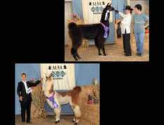 llamasofsocal.org Patamo