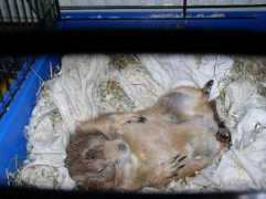 prairiedog.free.fr Patapouf