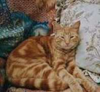 pudsey.com Patcat