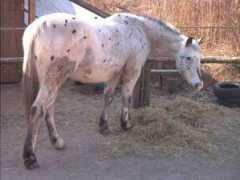 gallowhorse.de Patcho