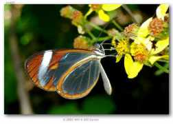 butterfliesofamerica.com Patilla