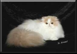 carismaticpersians.com Patlen