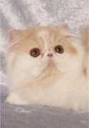 carismaticpersians.com Patlen