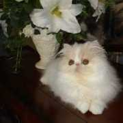 carismaticpersians.com Patlen