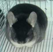 chinchilla.com.ar Patoco
