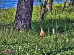 Patos