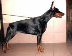 dobermann-review.com Patriccia