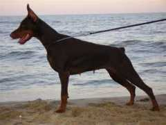 dobermann-review.com Patriccia