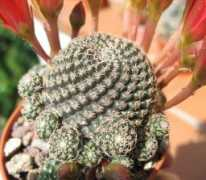 succulente.info Patriciae