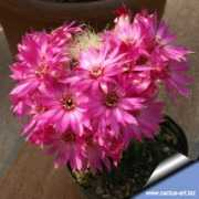 cactuspedia.info Patricii