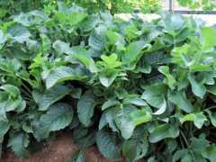 botanic.jp Patrinia