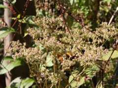 botanic.jp Patrinia