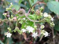 botanic.jp Patrinia