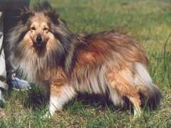 lfshelties.narod.ru Patrisia