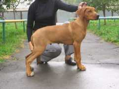 ridgeback-dog.ru Patrisya