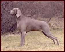 nanisweimaraners.com Patsie