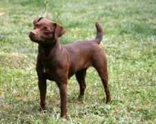dogwebs.net Pattela