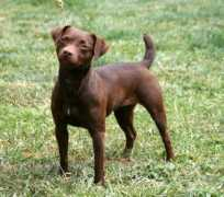 dogwebs.net Pattela