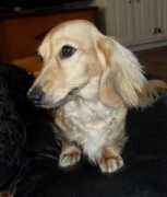ruffhausdachshunds.net Patticake