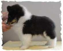 amberlynshelties.net Pattoo