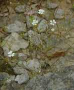 missouriplants.com Patula