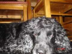 vivapets.com Patusco