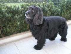 vivapets.com Patusco