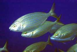 Patzner