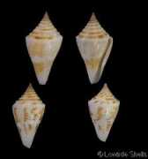 gastropods.com Paulae