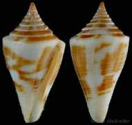 gastropods.com Paulae