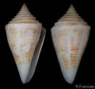 gastropods.com Paulae