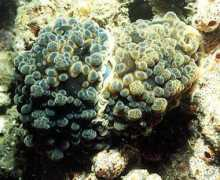 seaslugforum.net Paulaz