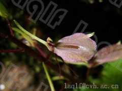 orchidspecies.com Pauliana