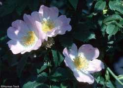rosegathering.com Paulii