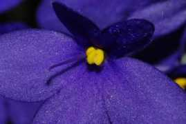 pentaxforums.com Paunel
