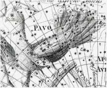 Pavo