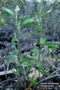 discoverlife.org Pawale