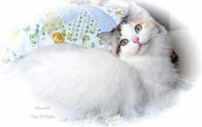 ragamuffin-cats.net Pawlina