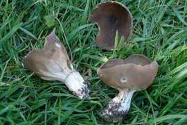 mycostra.free.fr Paxina