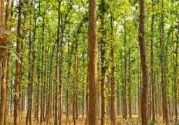 inhabitat.com Payeng