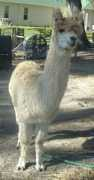 southernoaksalpacas.com Peachesncream
