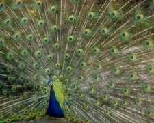 emaycreations.net Peack