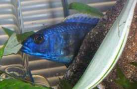 cichlids.com Peakin