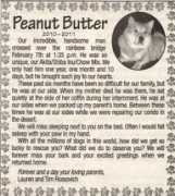 chowchowrescue.org Peanutbutter